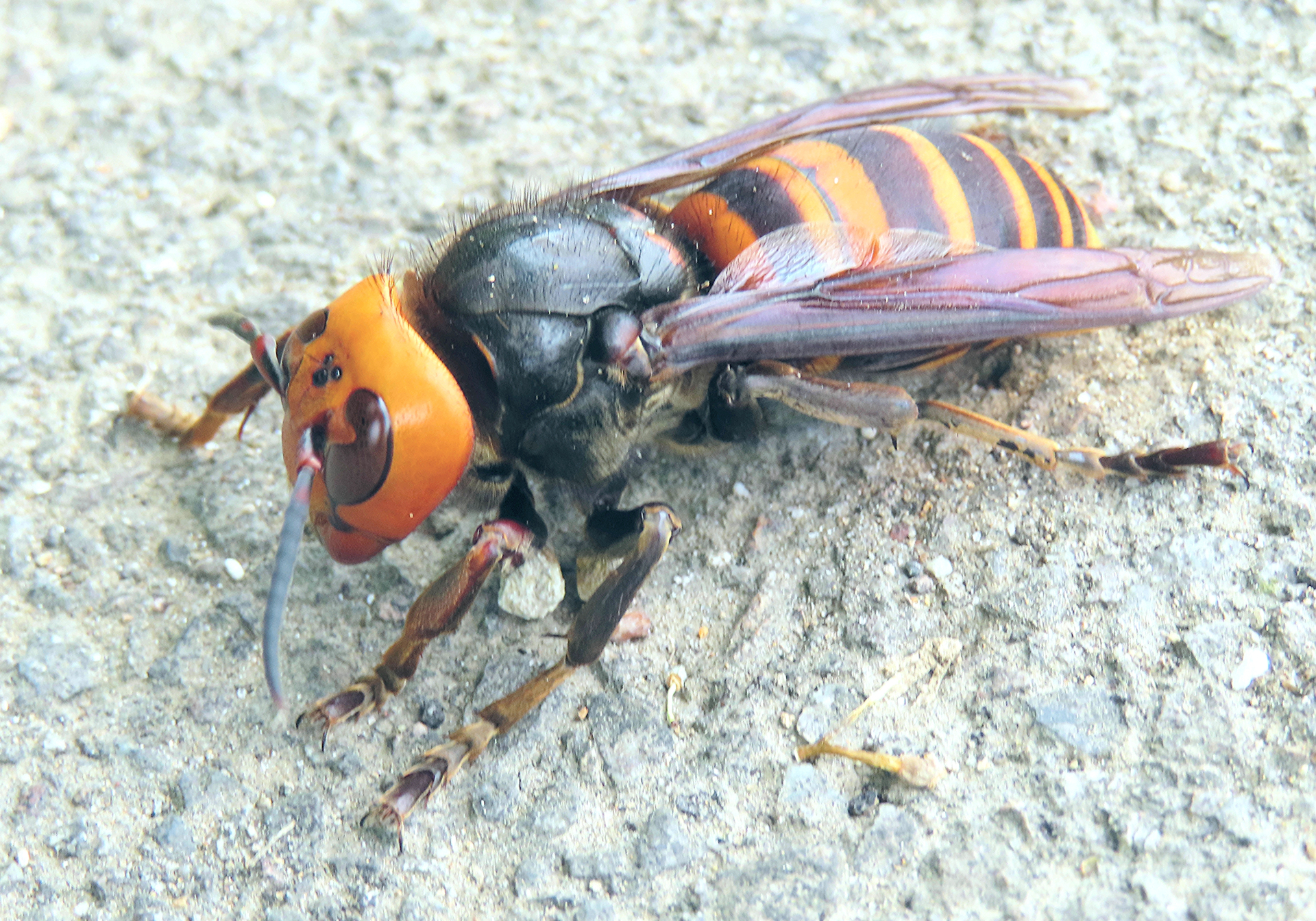女王蜂の見極め方