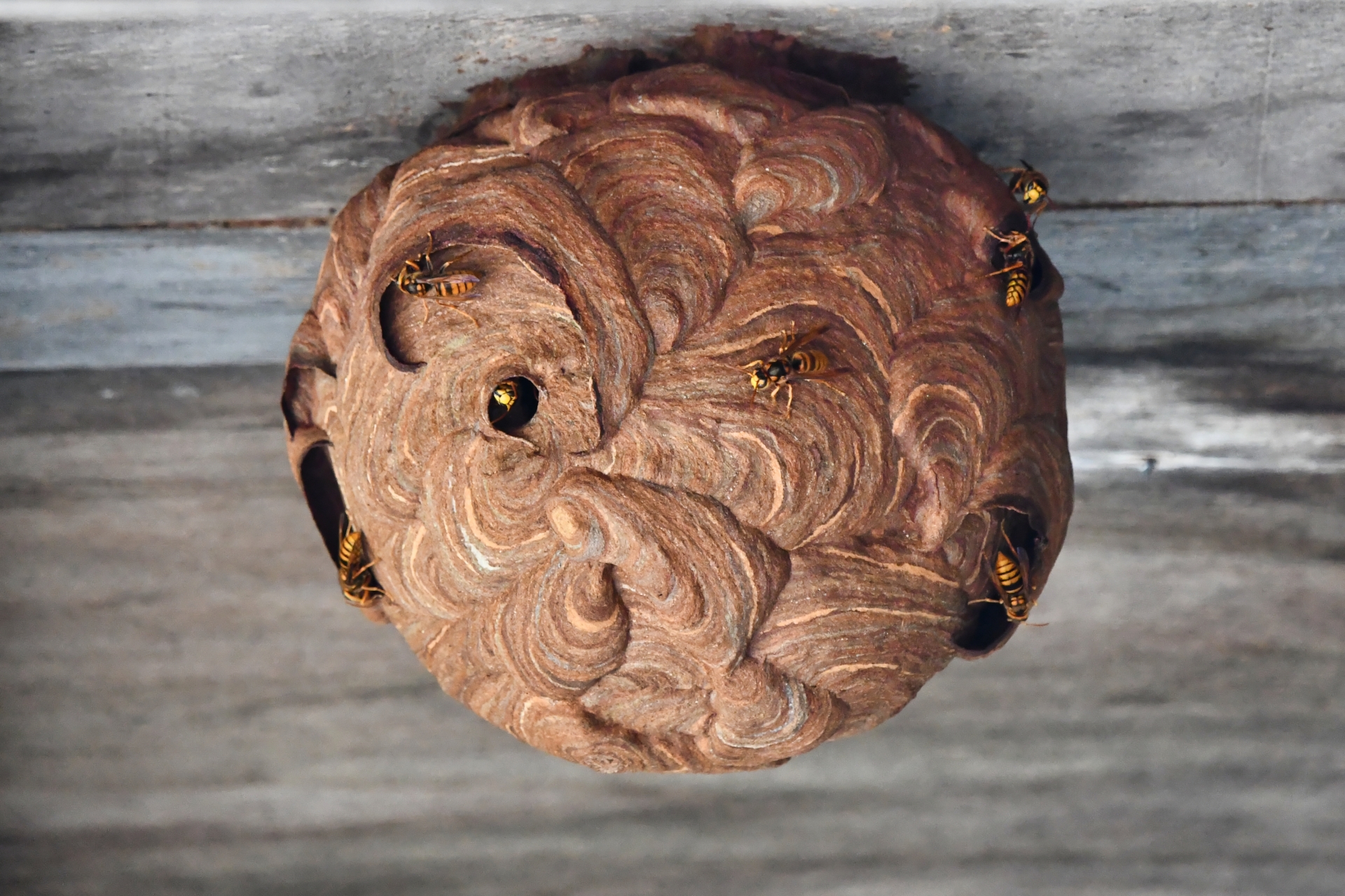 スズメバチの巣｜ボール状でマーブル模様