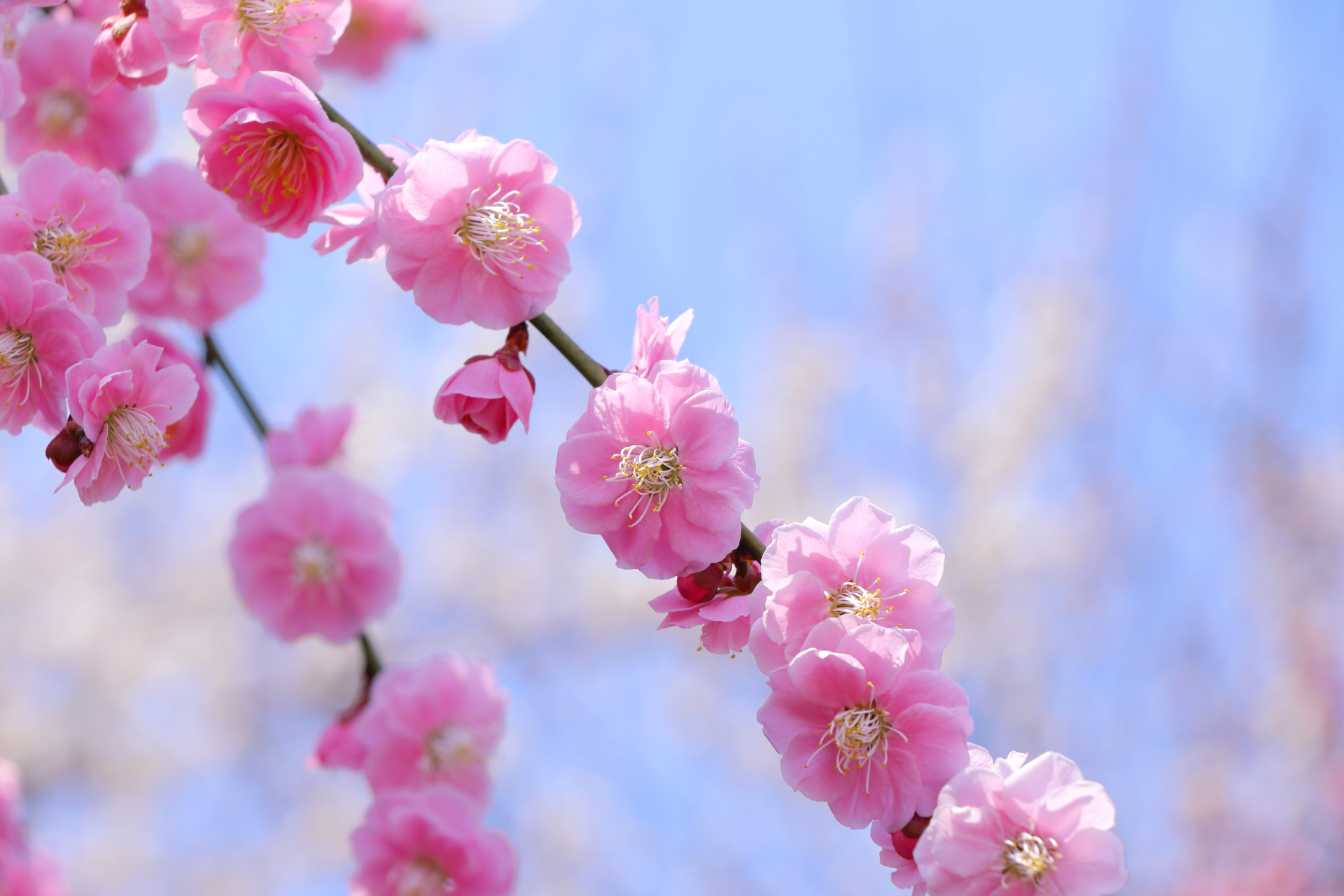 蜂の巣予防は4〜5月が狙い目