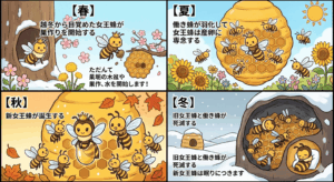 【シーズン別】女王蜂の過ごし方