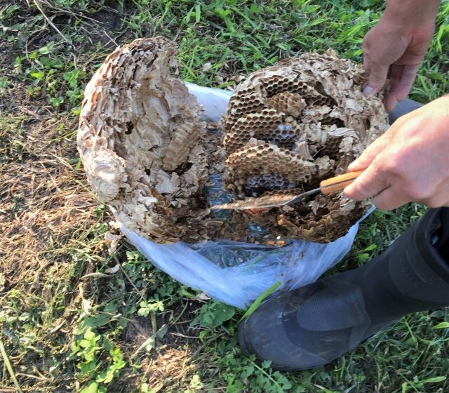 スズメバチ駆除費用は2万円から｜相場と安く抑えるコツを徹底解説