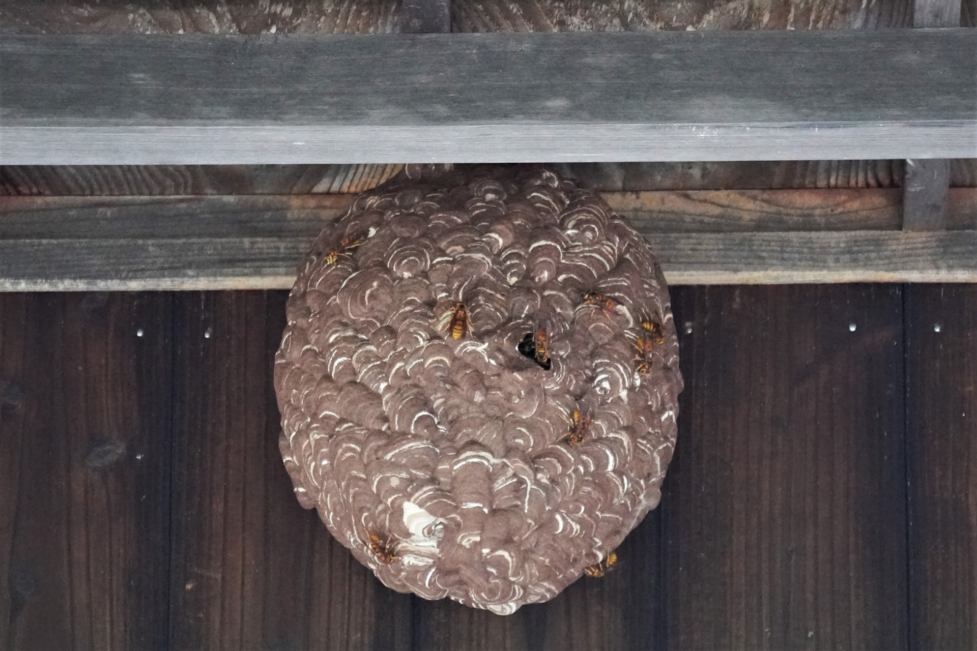 床下に蜂の巣ができる理由