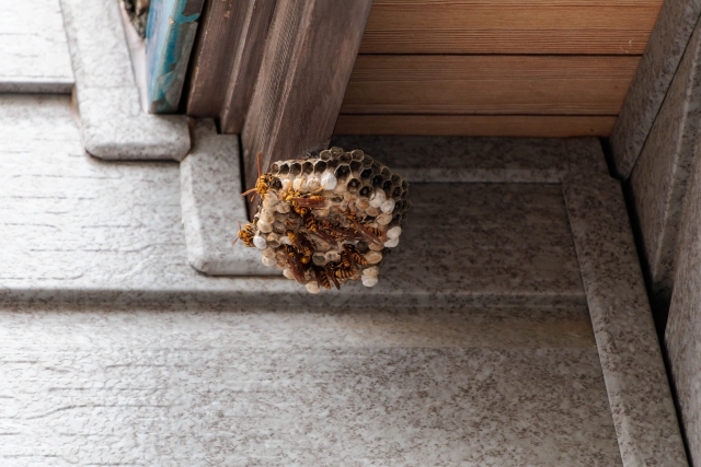 玄関の蜂の巣を業者に依頼する費用相場