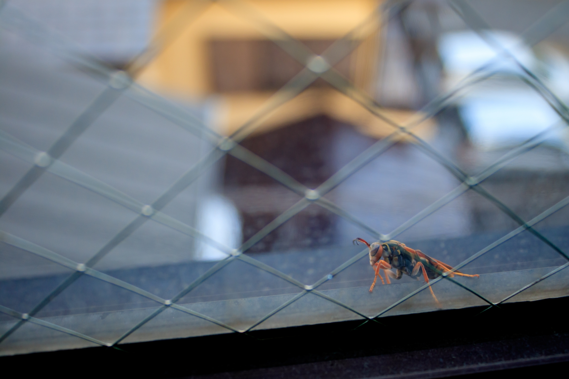 床下に巣を作る蜂の見分け方