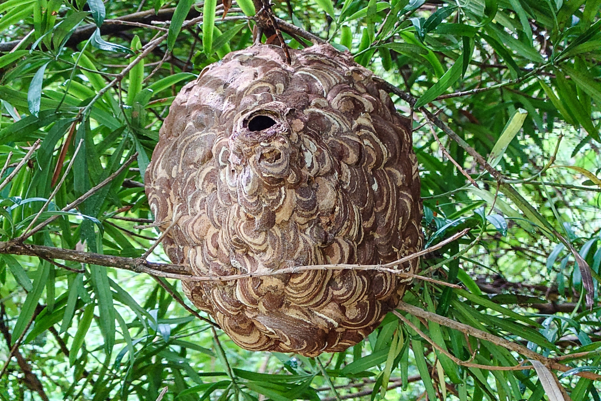 木の中にできた蜂の巣を自力で駆除するのは危険！
